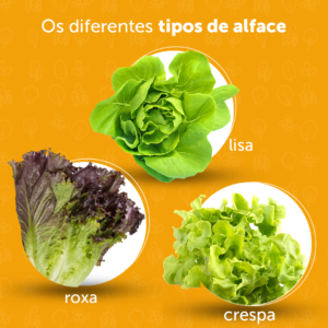 04. Os diferentes tipos de alface